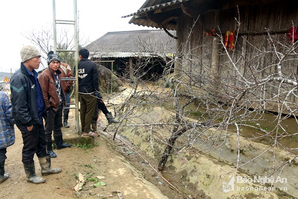 Đốn hạ đào đá khủng để bán Tết ở Nghệ An